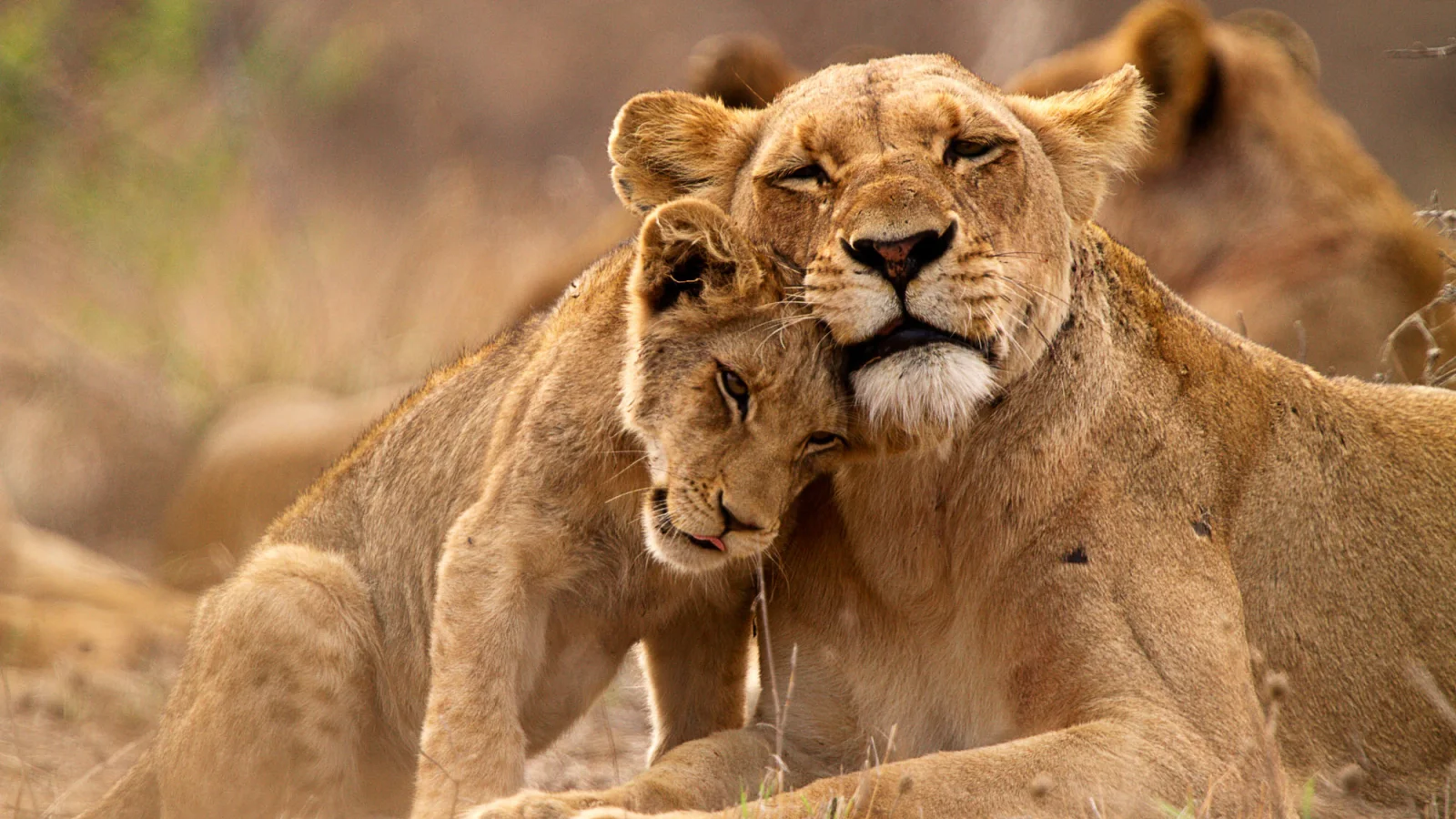 Südafrika - Lioness and cub - Kruger NP - Africa