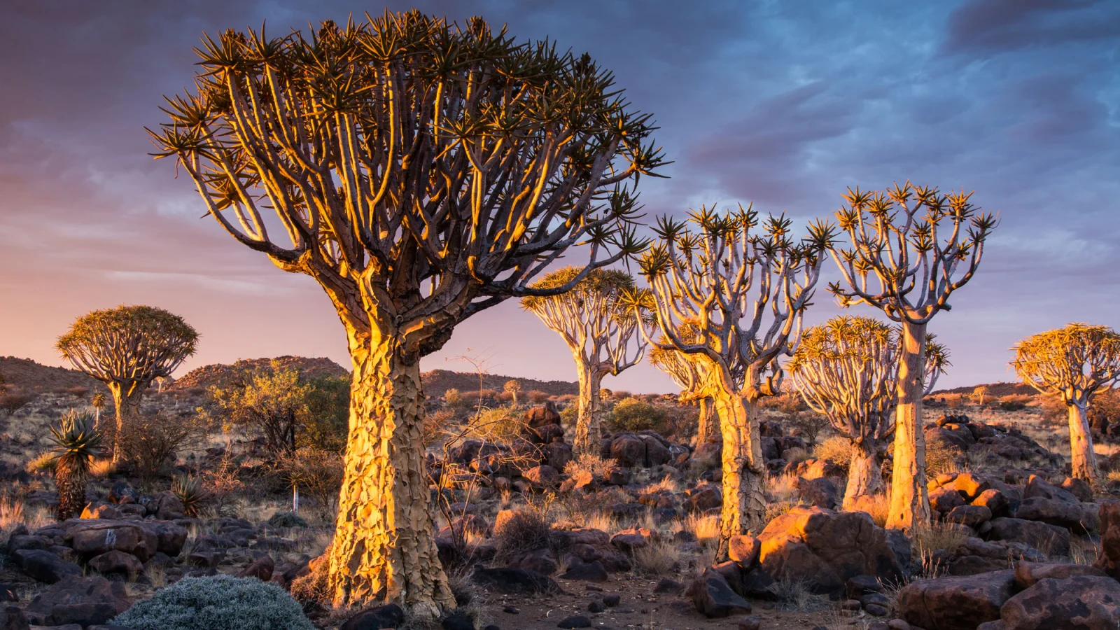 Namibia - Quiver Trees - Africa