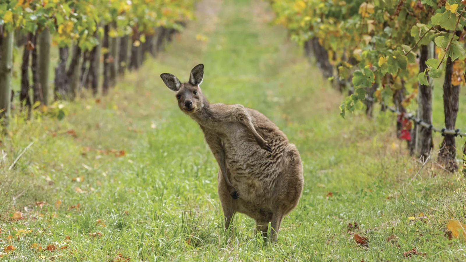 South Australia - Kopfbild - Weintäler & Genuss Roo in Vineyard