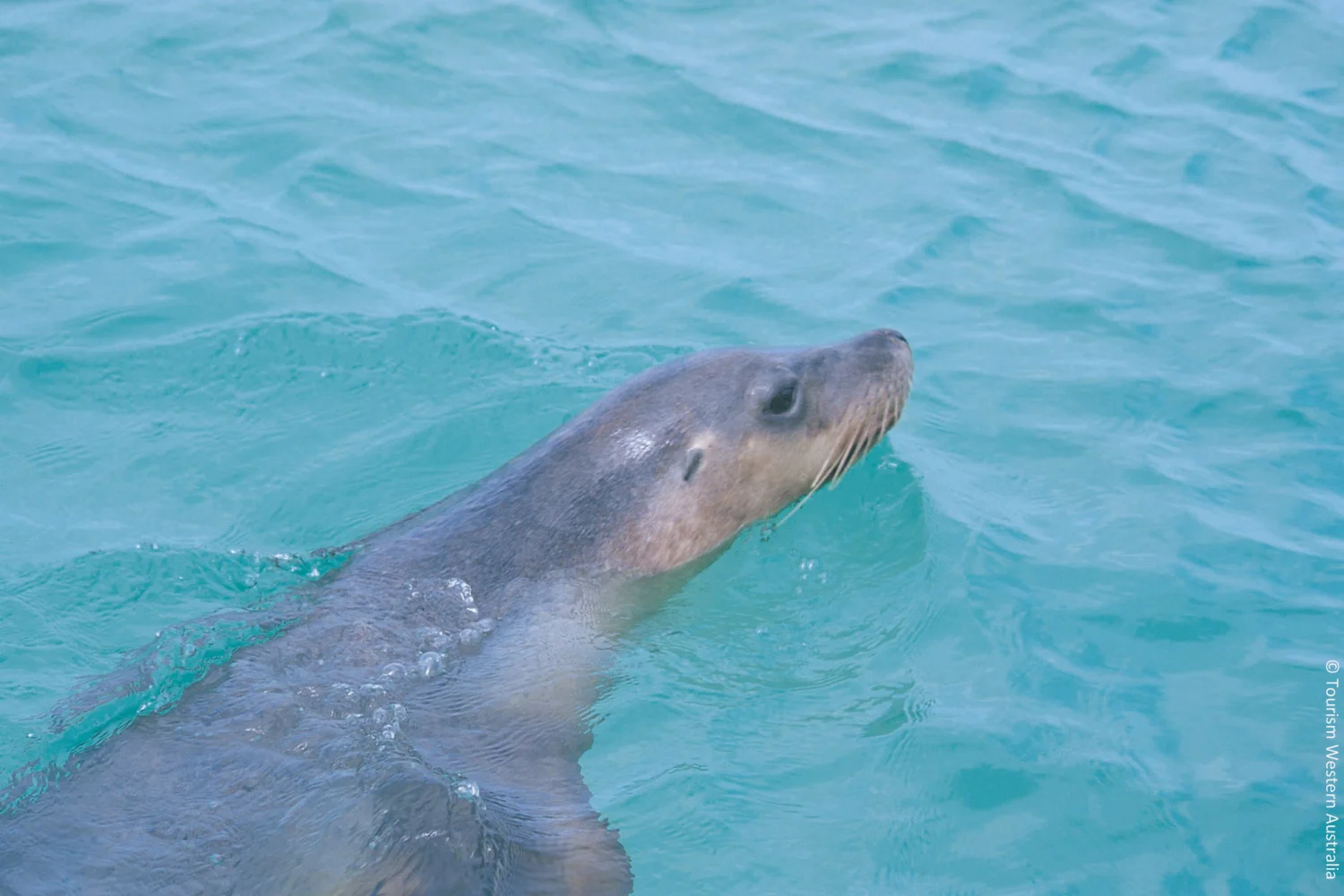 Australia Sea Lion on Abrohols Islands