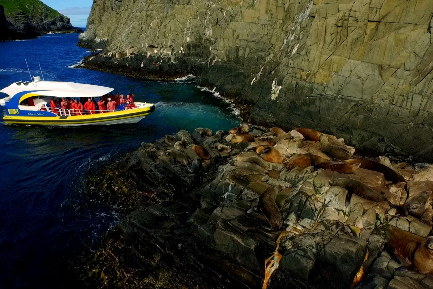 Bruny Island Cruise - Seals