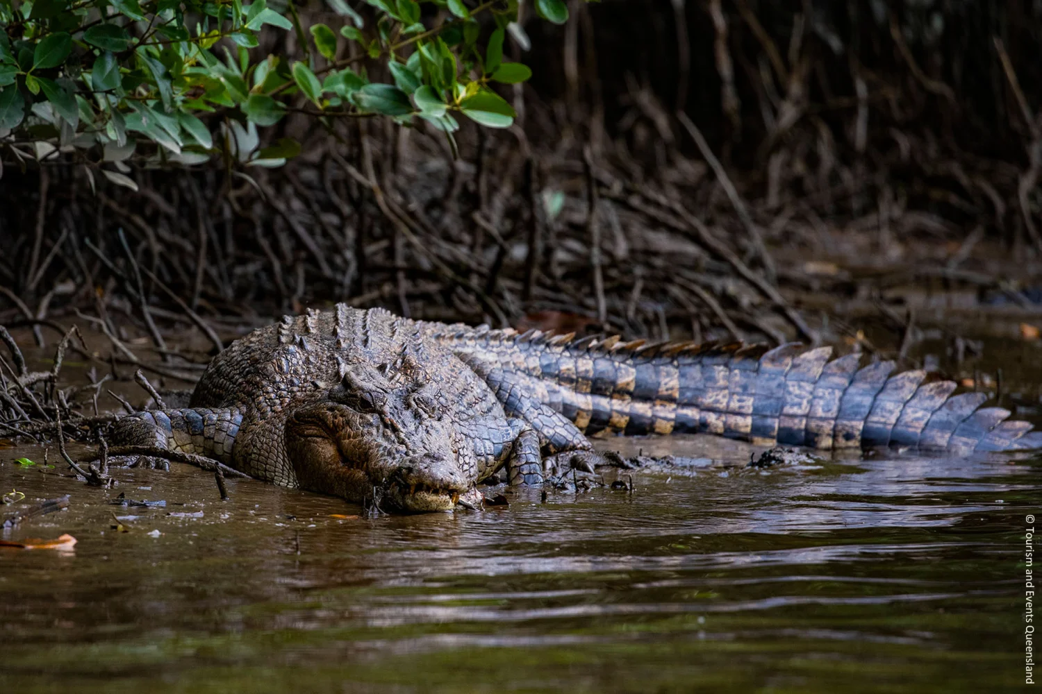 Cape York - Crocodile at Daintree NP - Tropical North Queensland