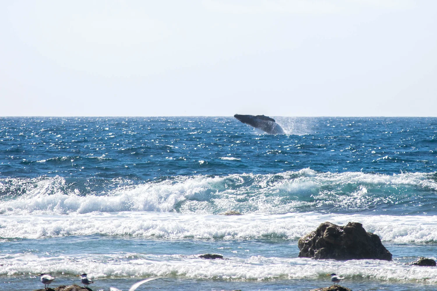 Dirk Hartog Island - Whale