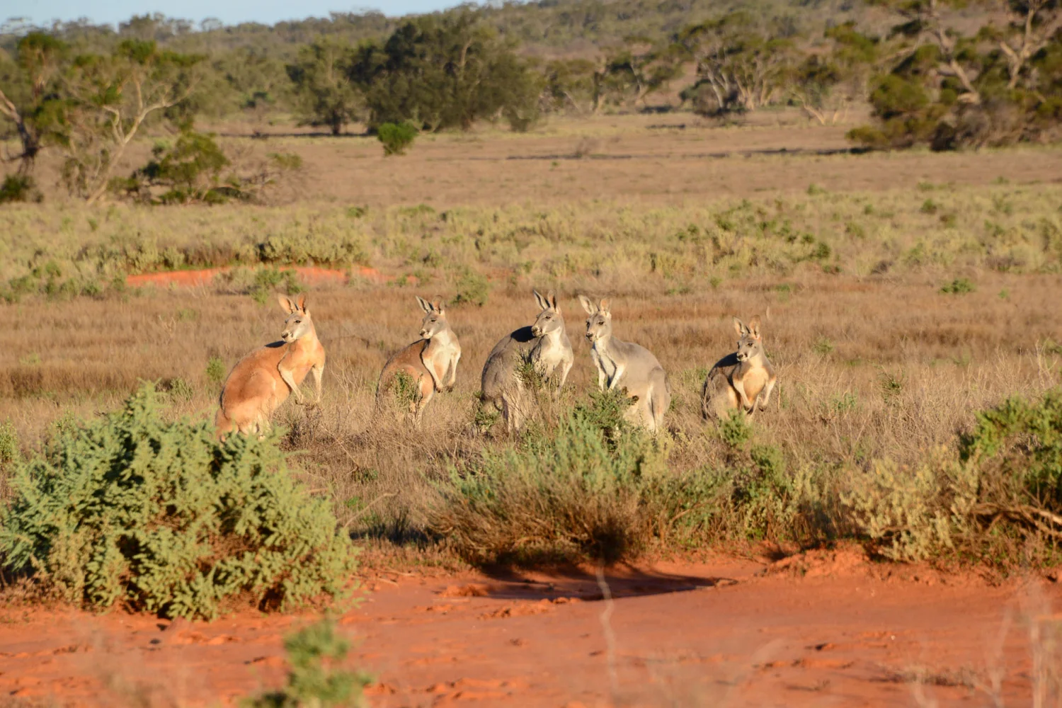 Gawler Ranges - Kangaroos - Wildlife - South Australia