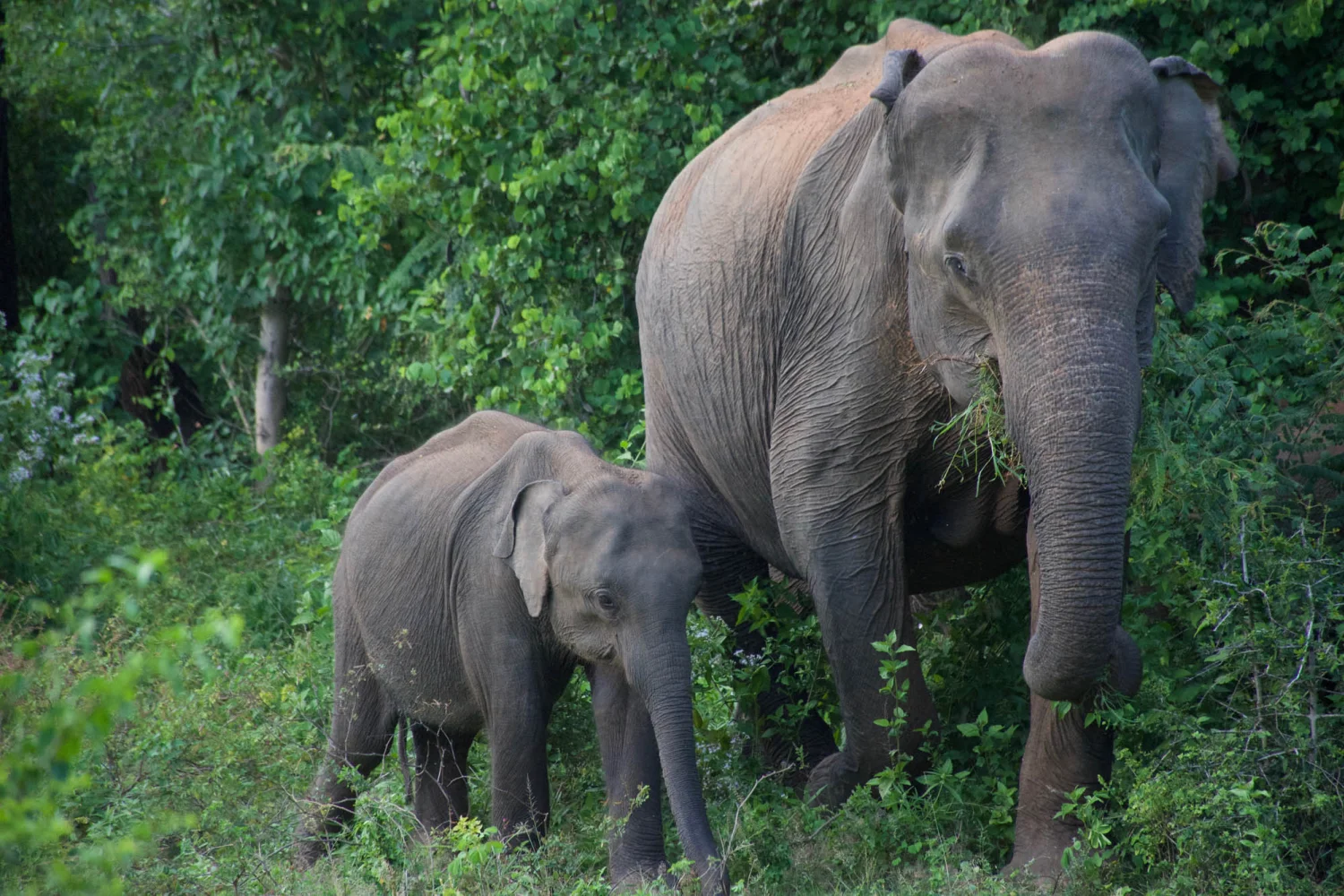 Sri Lanka - Elefanten_2
