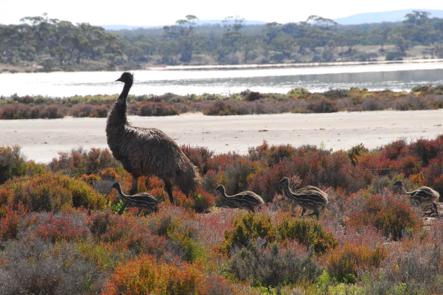 Gawler Ranges - Emu and chicks at Lake Sturt - South Australia