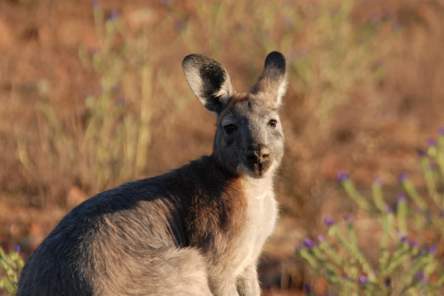 Gawler Ranges - Euro Kangaroo - South Australia