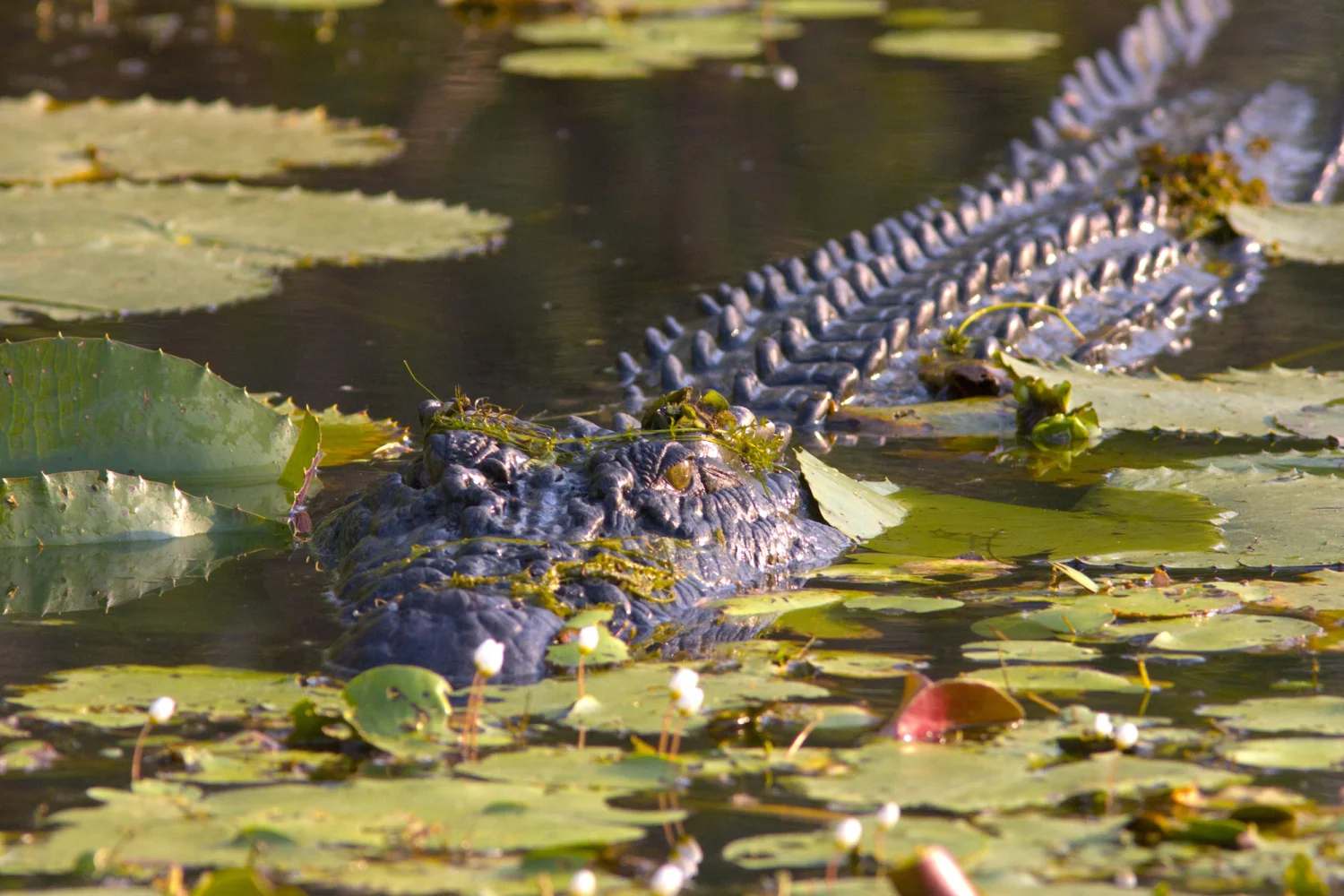 Venture North - Kakadu NP - Yellow water cruise - crocodile