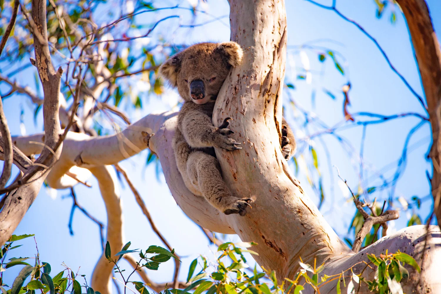 Kangaroo Island - Koala - Wildlife - EKI