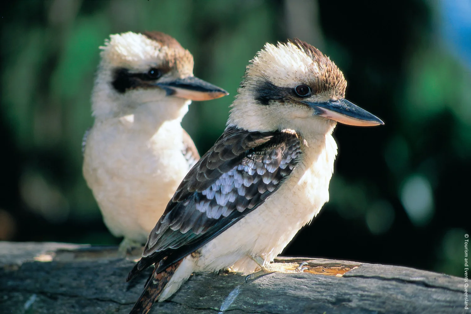 Cape York - Laughing Kookaburra - Tropical North Queensland