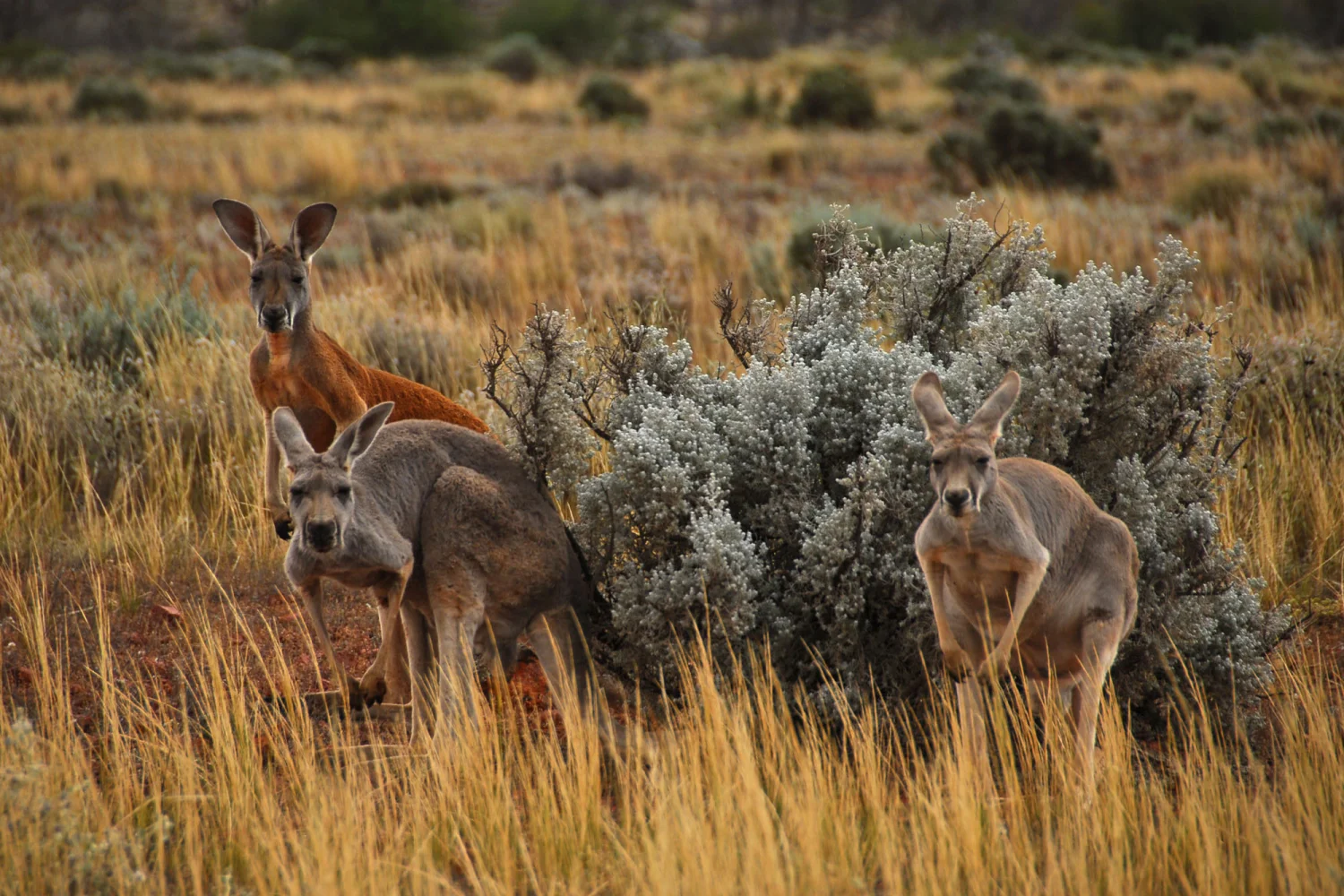 Gawler Ranges - Red Kangaroos - South Australia