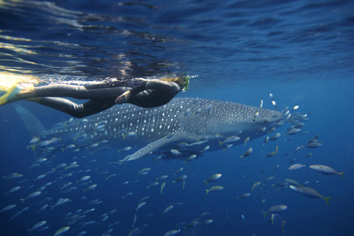 Sal Salis_Ningaloo Reef_Swimming-with-whaleshark