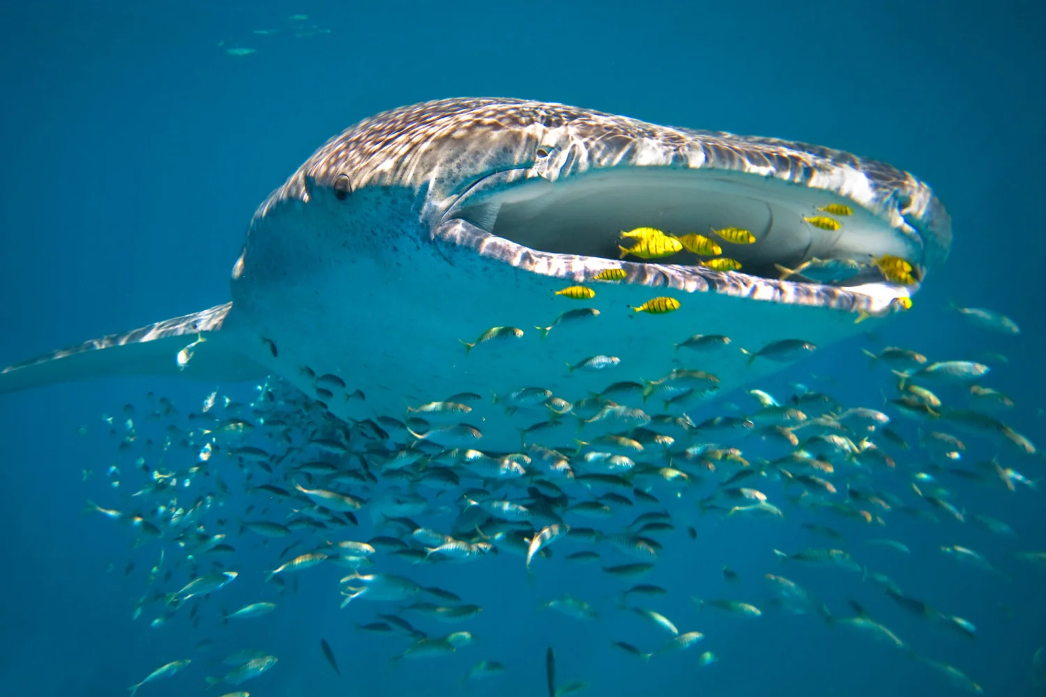Sal Salis_Ningaloo Reef_Whaleshark
