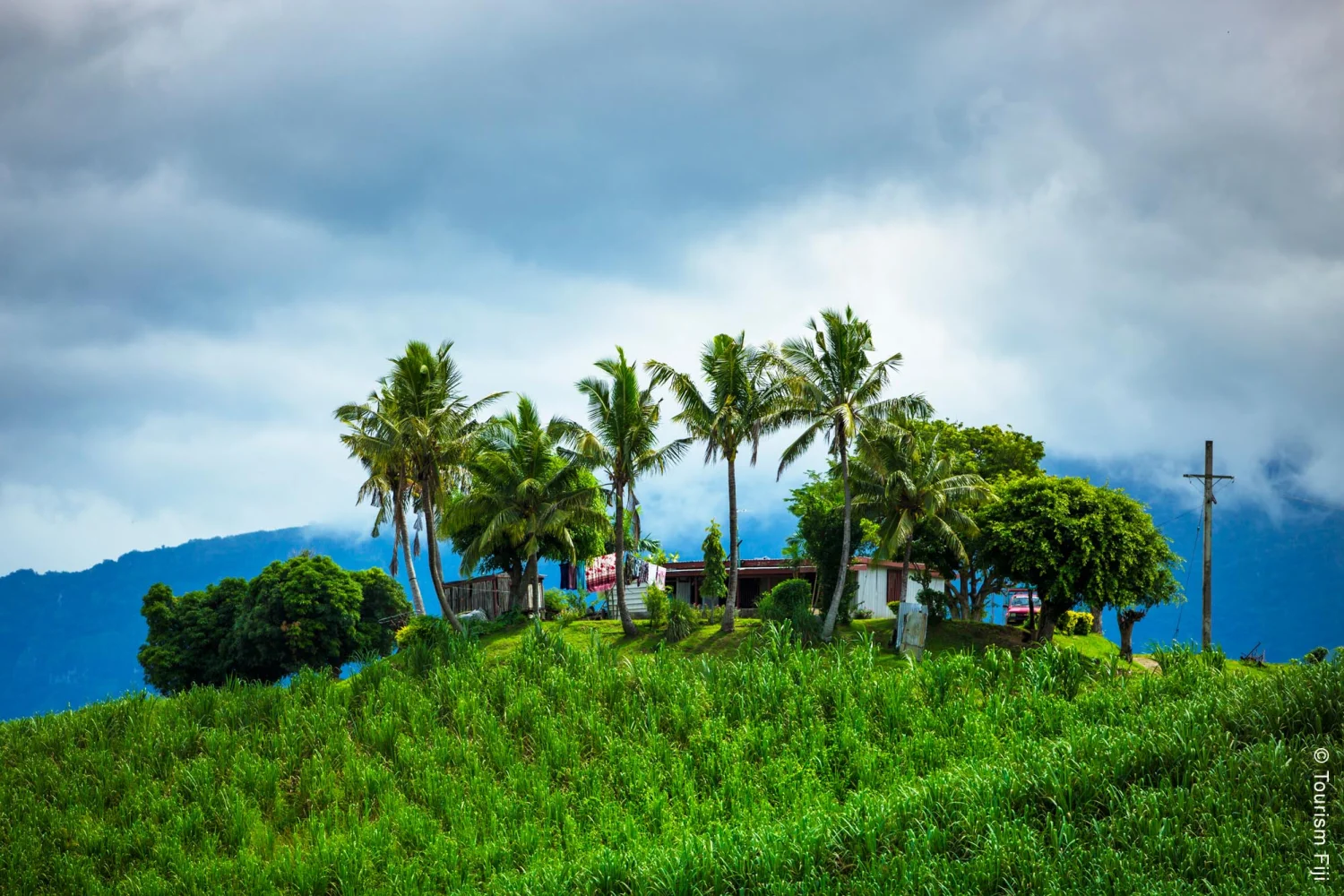 Fiji - Sugar Cane Farm