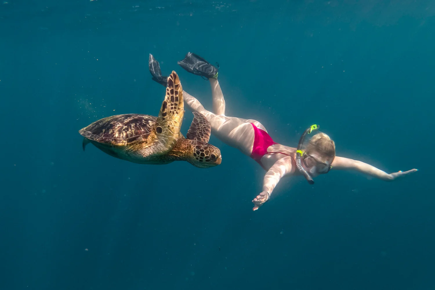Samoa - Südsee - Swimming with turtles - Savai'i