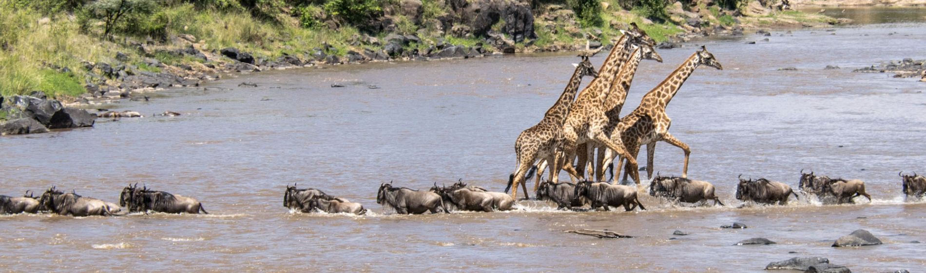 afrika_giraffe_and_gnus_crossing_river_gm_2_aaron_clare.jpg