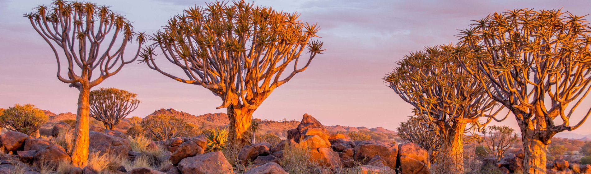 afrika_quiver_trees_1_aaron_clare_1.jpg
