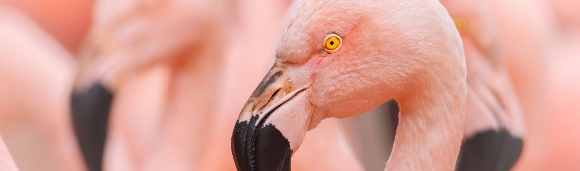 chilenischer_flamingo.jpg