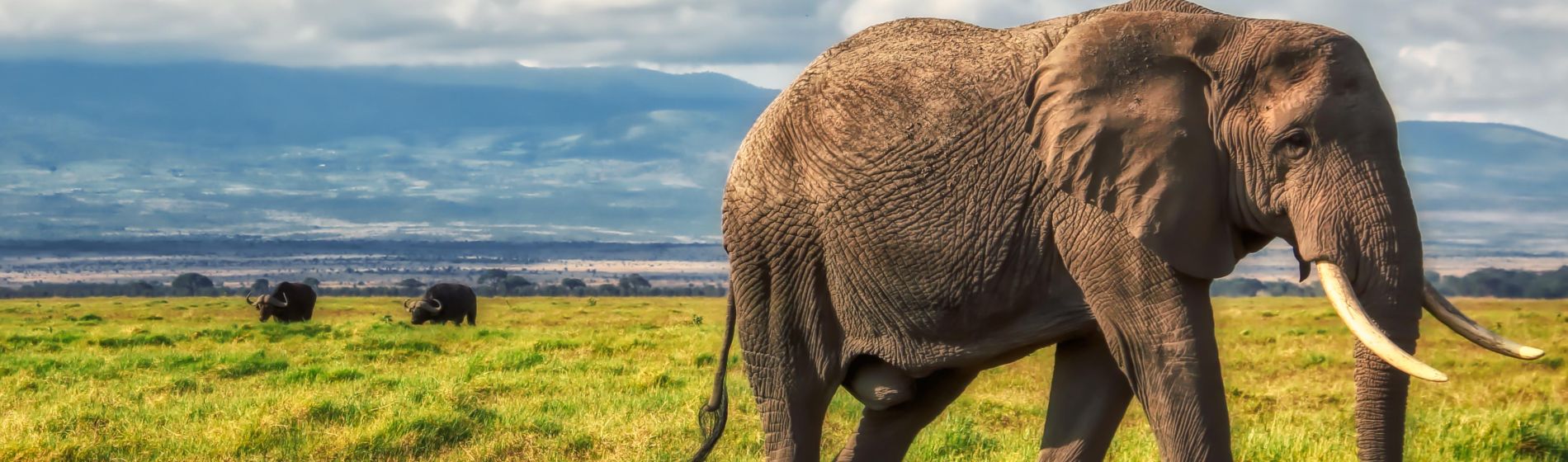 elephant_botswana.jpg