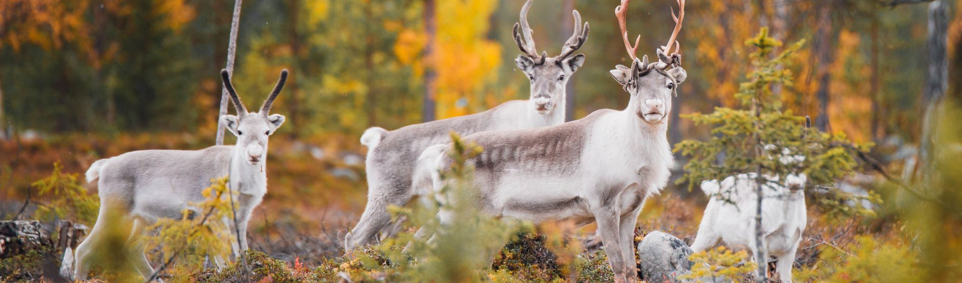finland_lapland_pallas-yllaestunturi_autumn_reindeers_highres_byjuliakivela_mg_6001_1900x535px.jpg