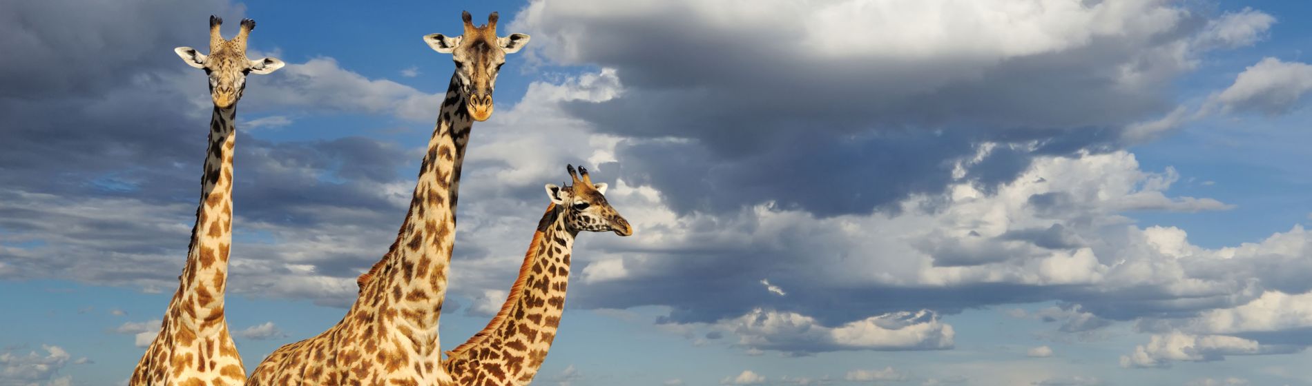 giraffen_kenya_header.jpg