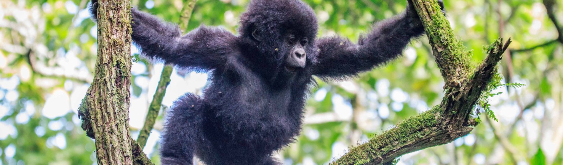 gorilla_baby_uganda.jpg