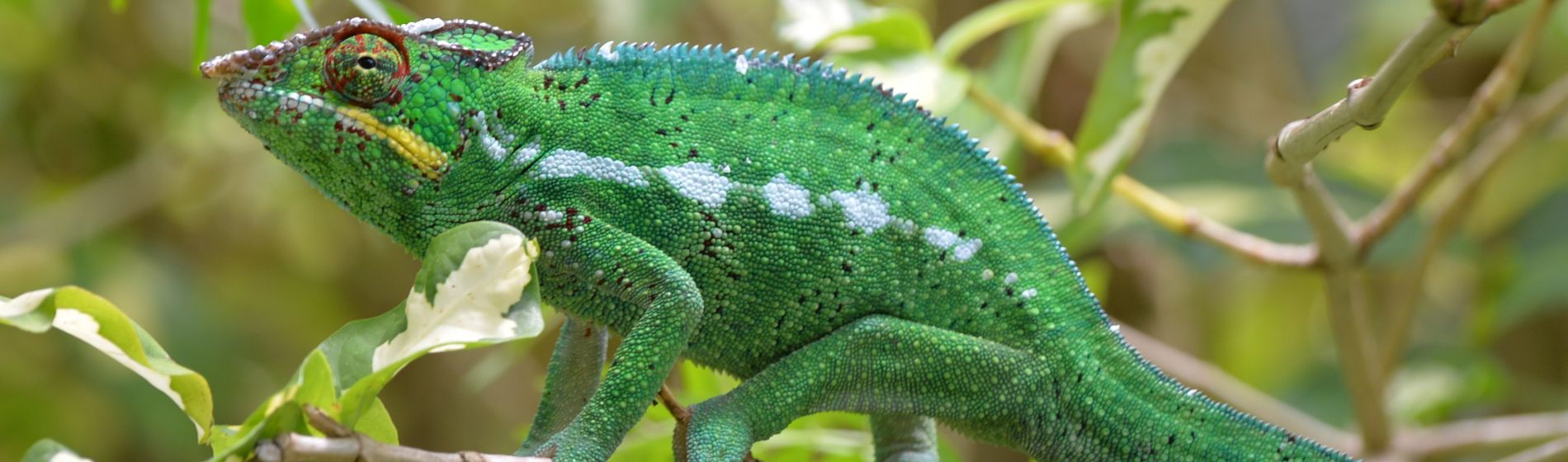 la_r_union_green_chameleon.jpg