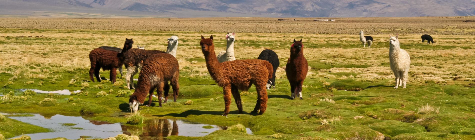 llamas_auf_dem_grasbewachsenen_bolivianischen_altiplano.jpg