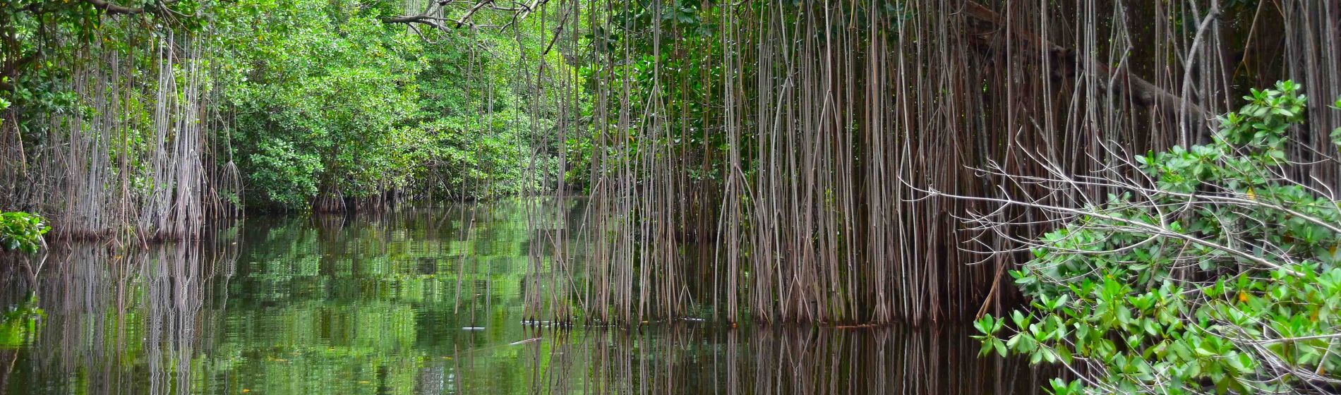 mangroves_black_river_jamaica.jpg