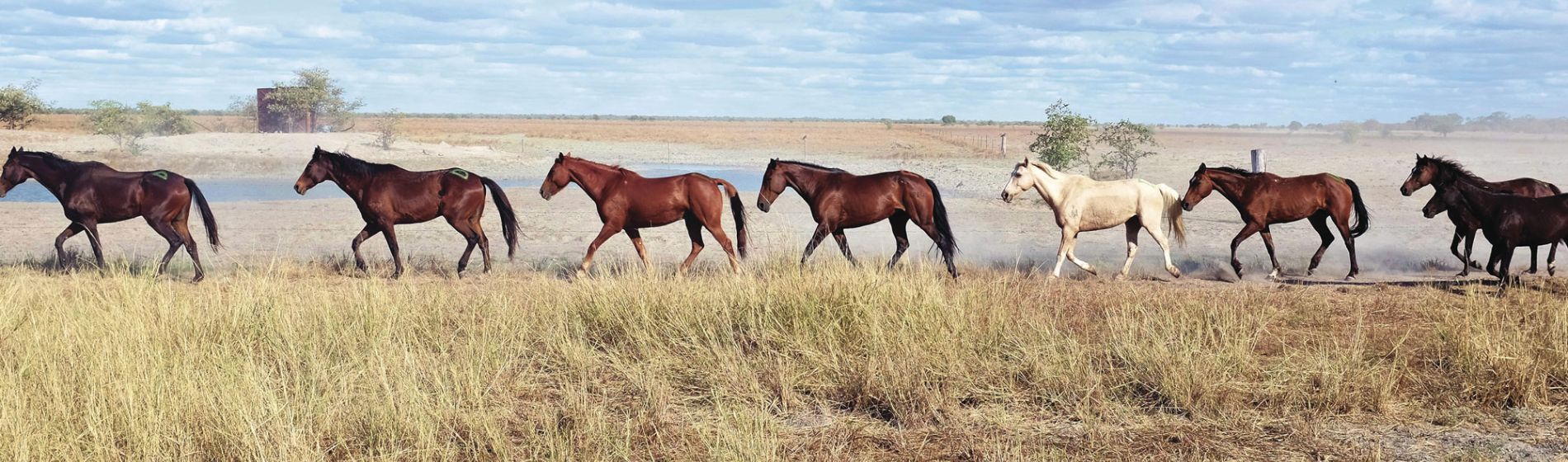 qld_outback_wild_horses_tourism_events_qld.jpg