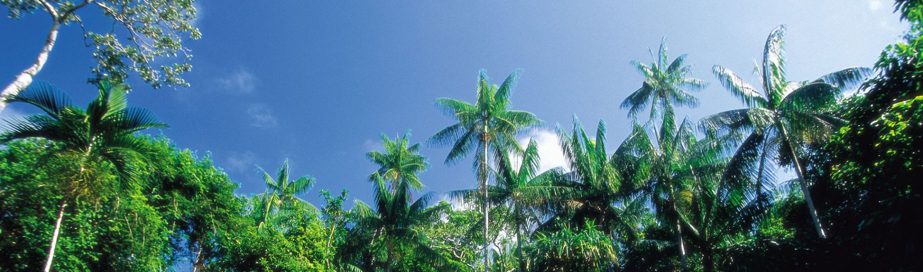 qld_palms_and_rainforest.jpg
