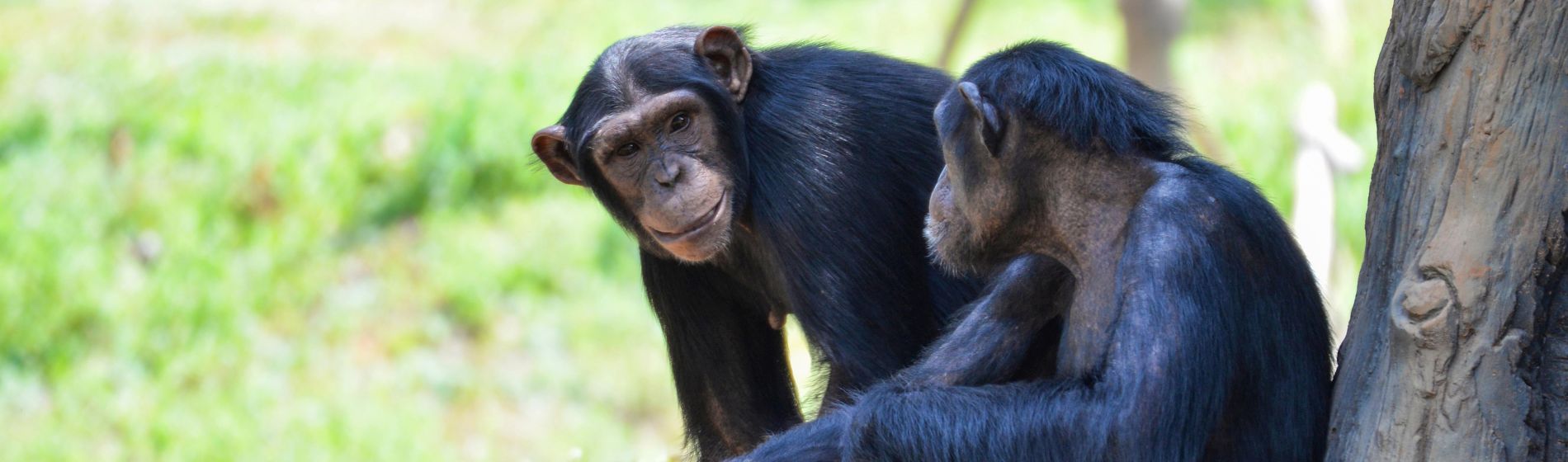 schimpansen_uganda.jpg