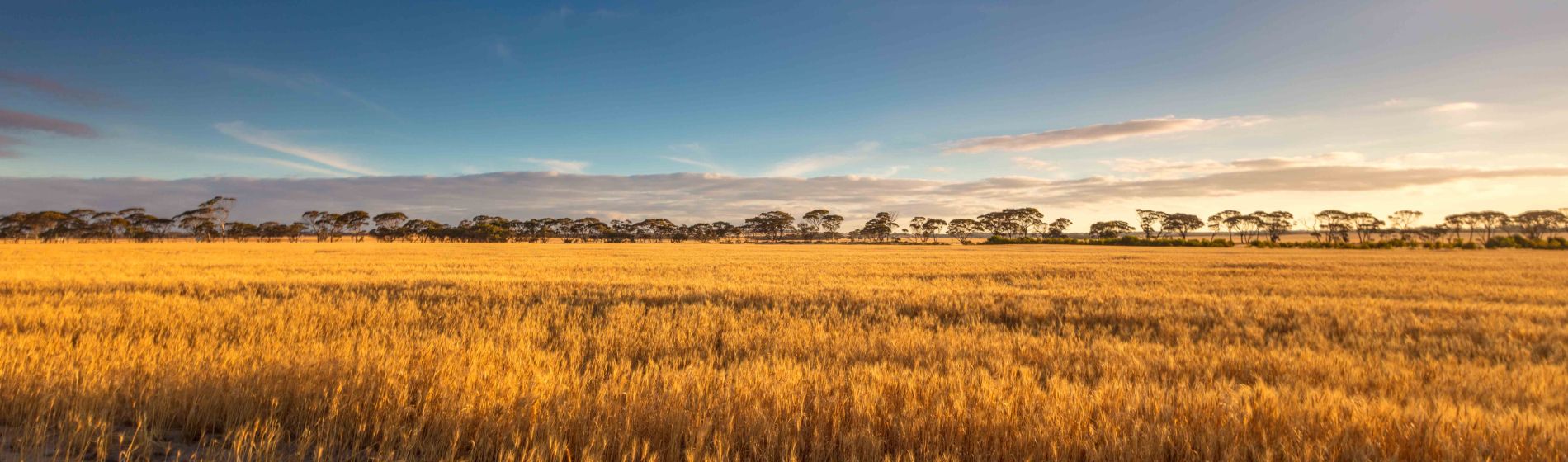 wheatfield_kukerin-aust_golden_outback.jpg