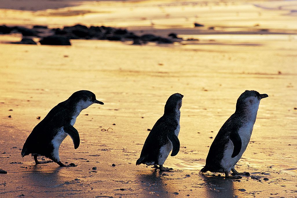 Weintäler, Pinguine & Wombats