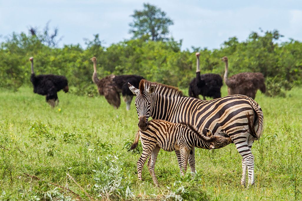 Safari-Paradies der Ruhe und Weite