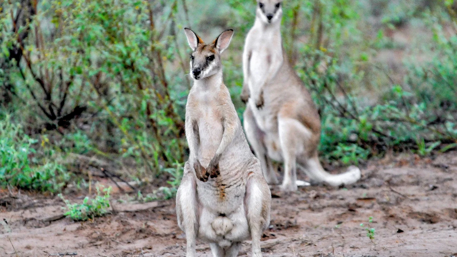 Queensland - Küstenwunder