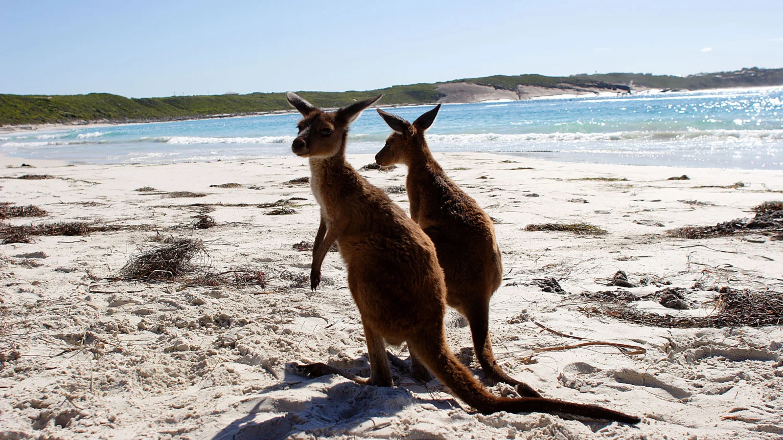 Kopfbereich Südwesten Western Australia