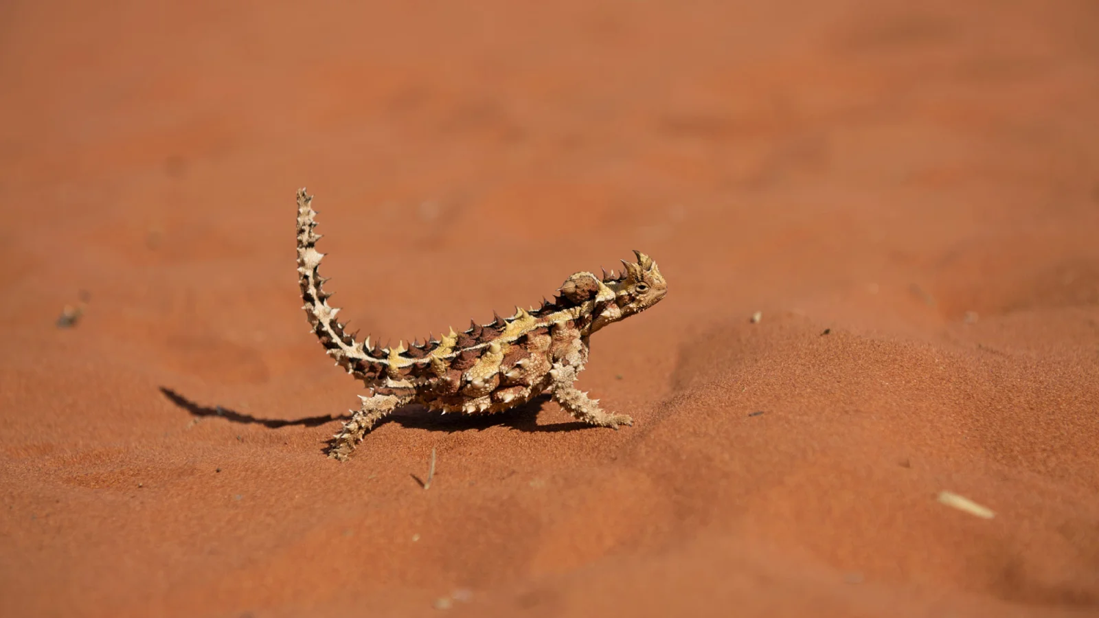 Thorny Devil Red Center