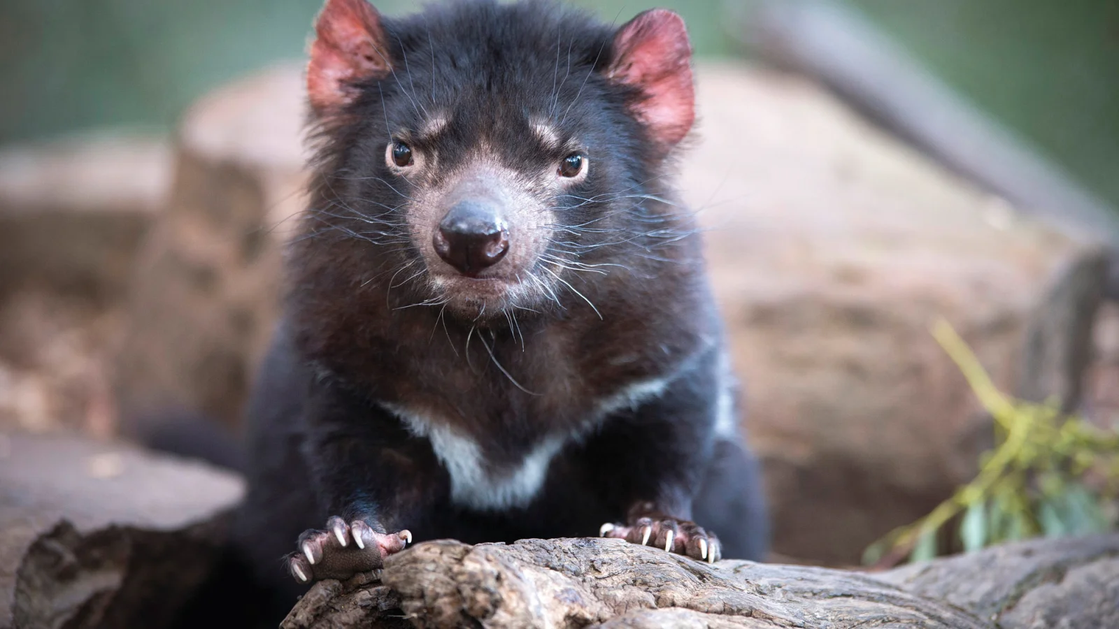 Tasmanien - Tasmanian Devil - Bonorong Widlife Park ©Tourism Tasmania & Rob Burnett.jpg