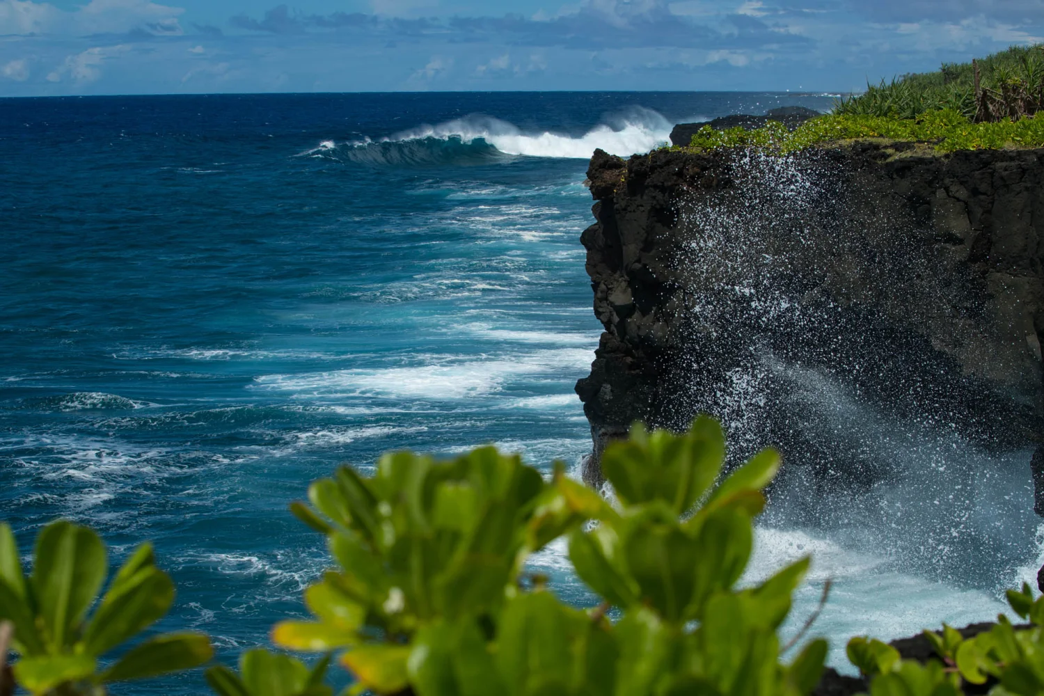 Samoa - Südsee - Volcanic Rock Trees - Savai'i