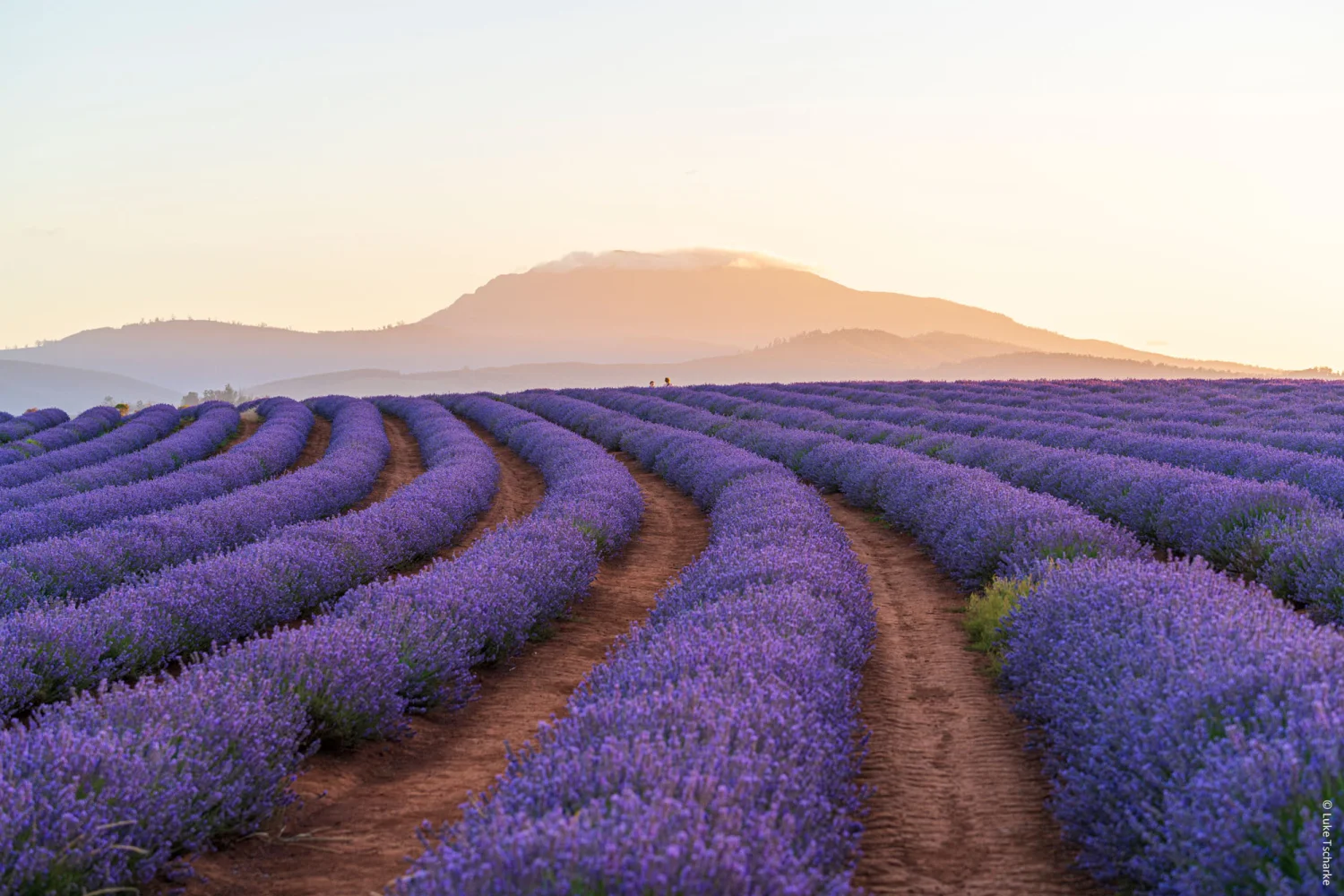 Bridgestowe Lavender Estate - East Coast - Tasmania