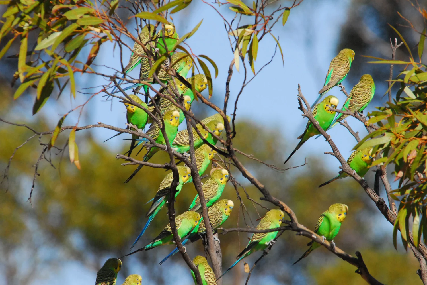 Gawler Ranges - Buderiagars at Kangaluna - South Australia