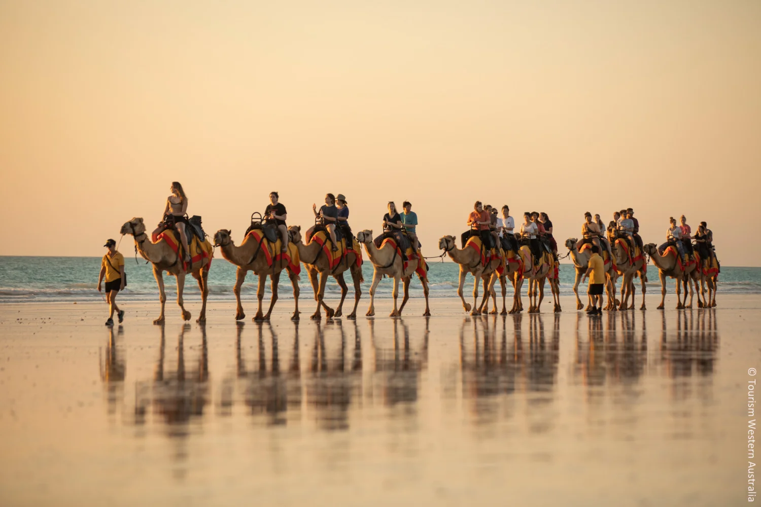 Camels at Cable Beach - Broome - WA