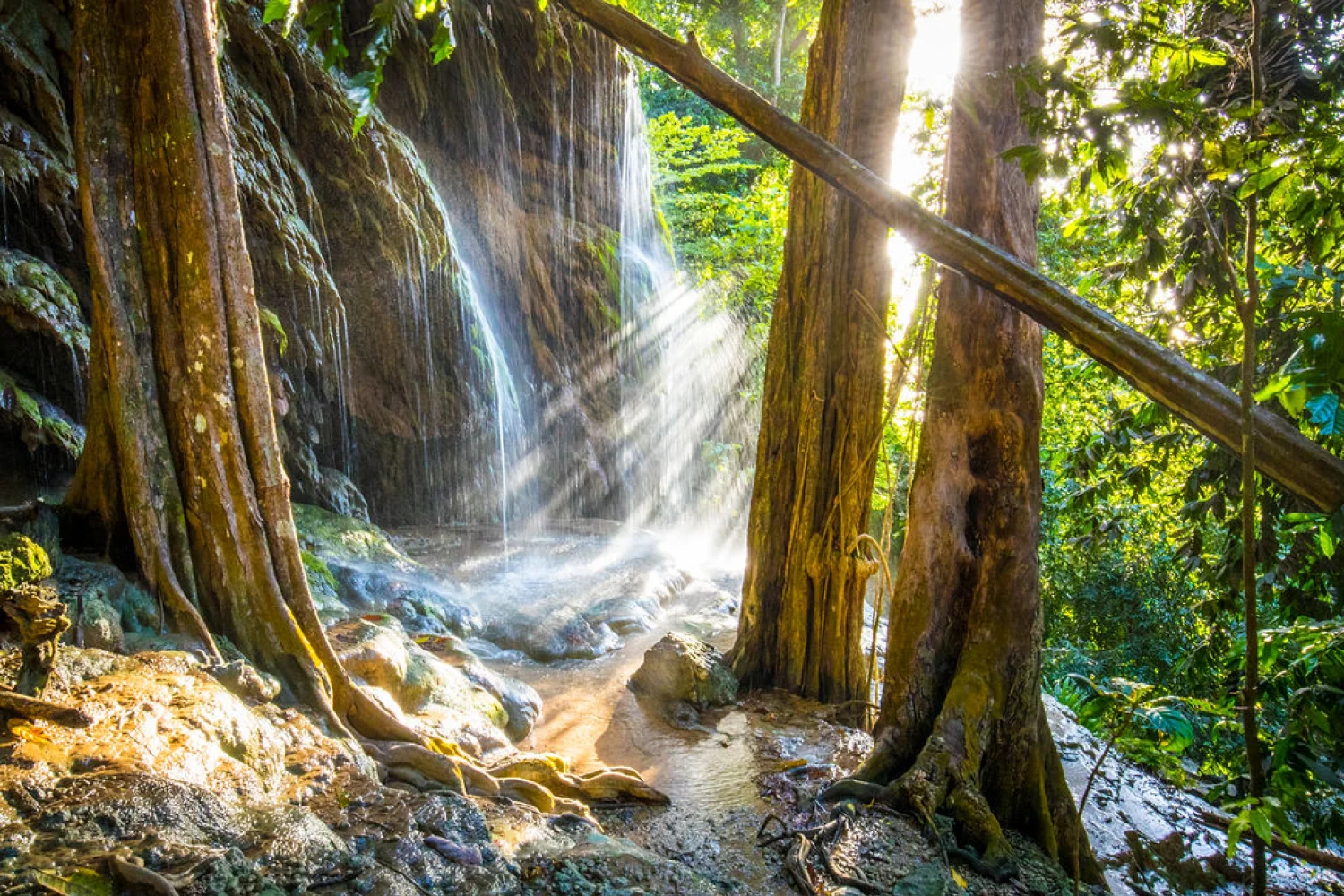 Christmas Island Tropic Rain Forest