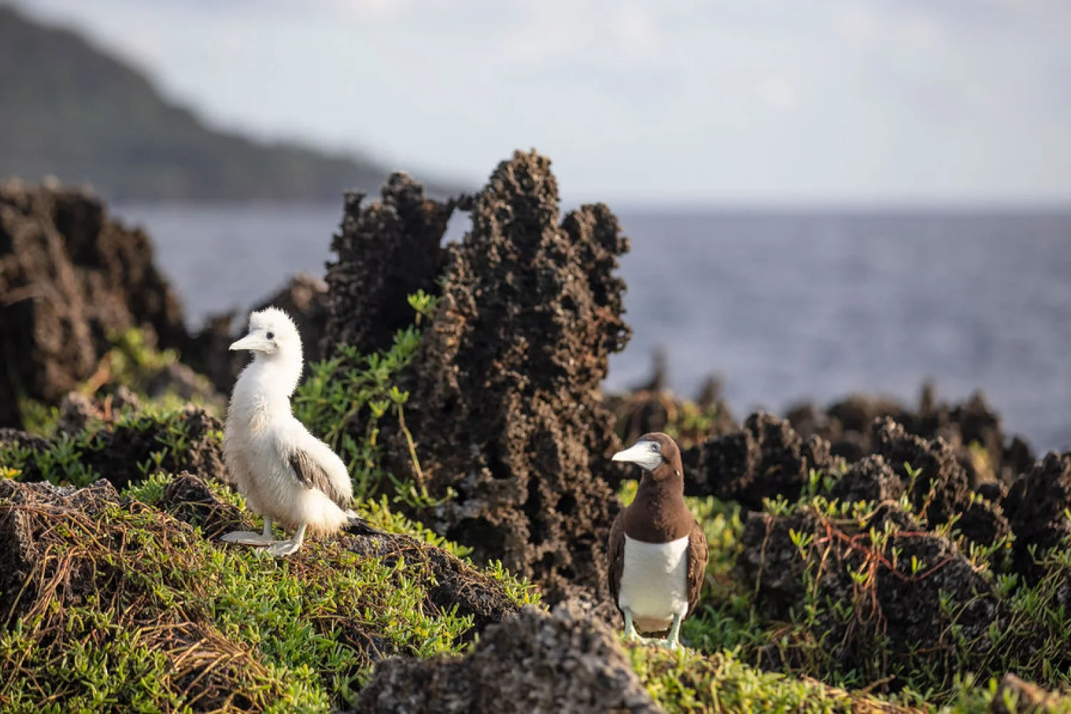Christmas Island Birding-1