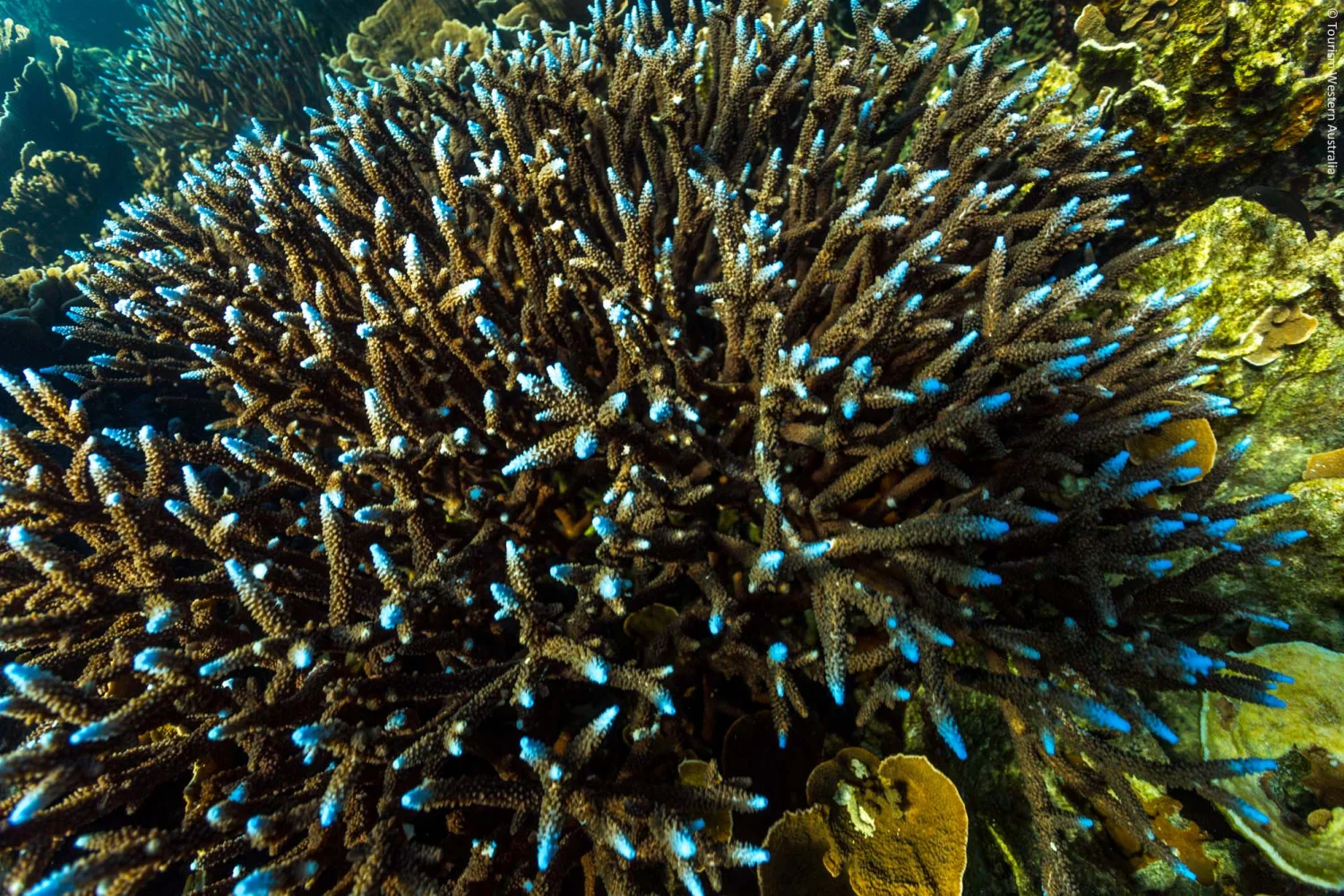 Coral Bay - Underwater_2