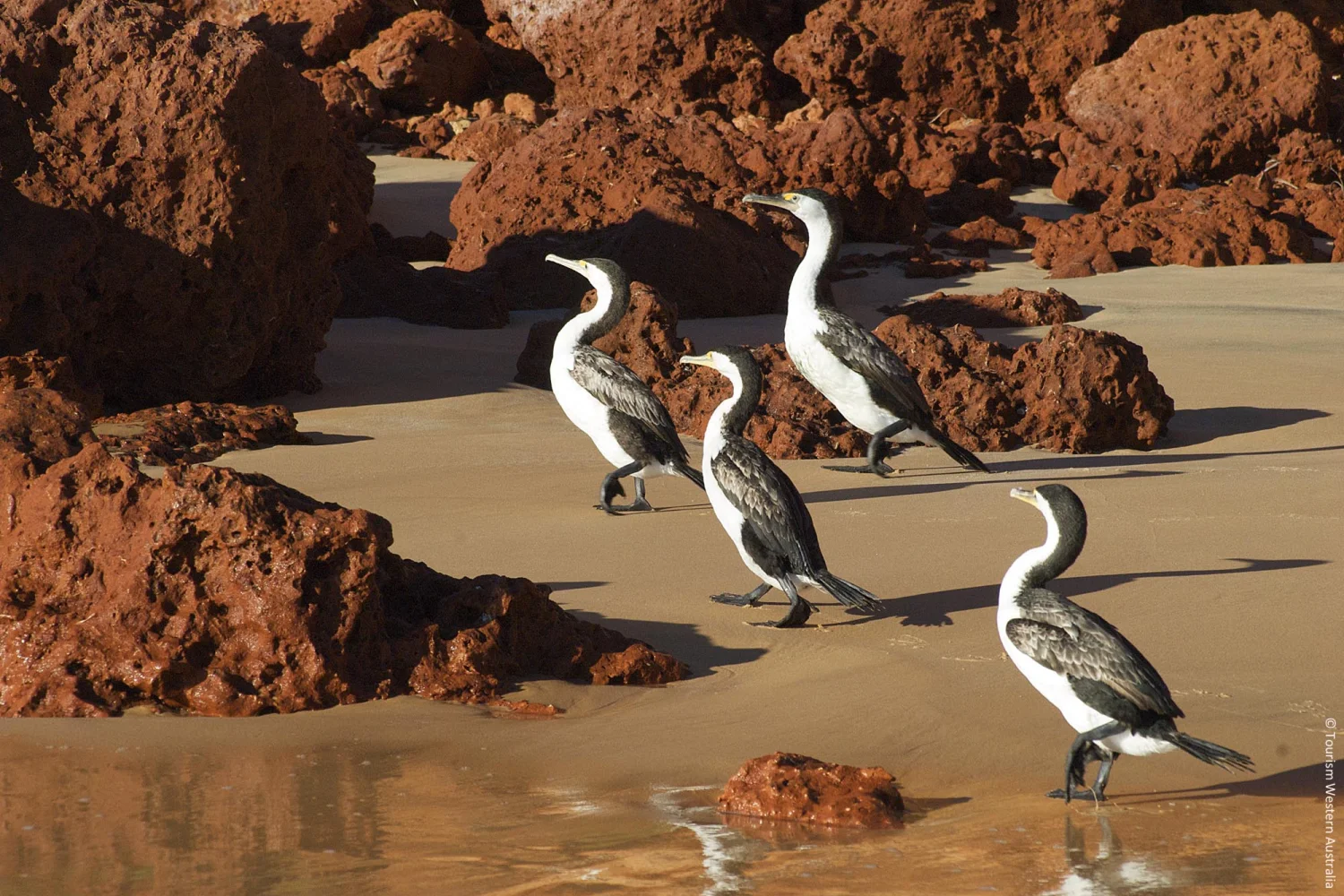 Cormorants at Francois Person NP - Shark Bay Area