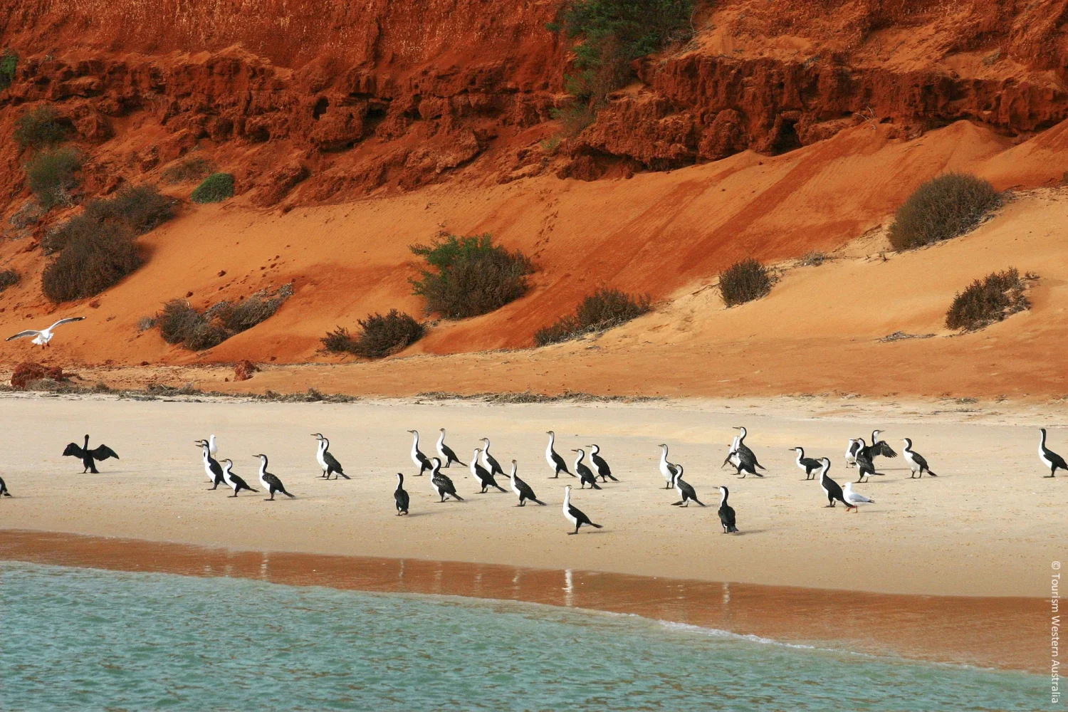 Cormorants_2 at Francois Person NP - Shark Bay Area