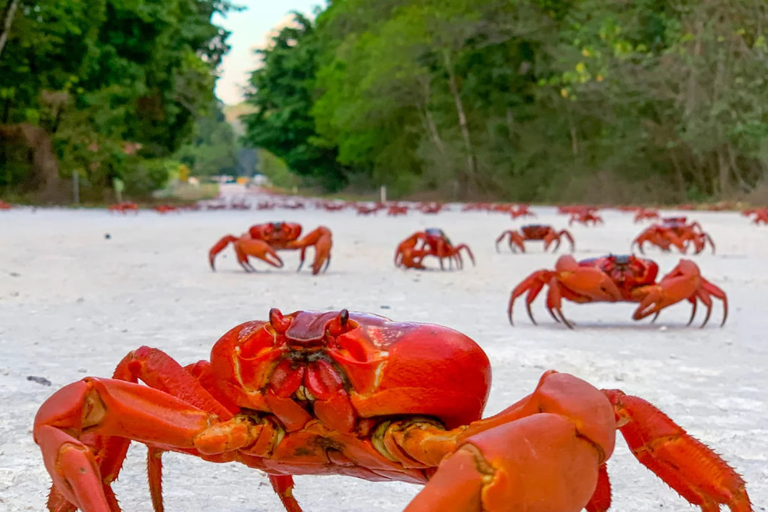 Christmas Island
