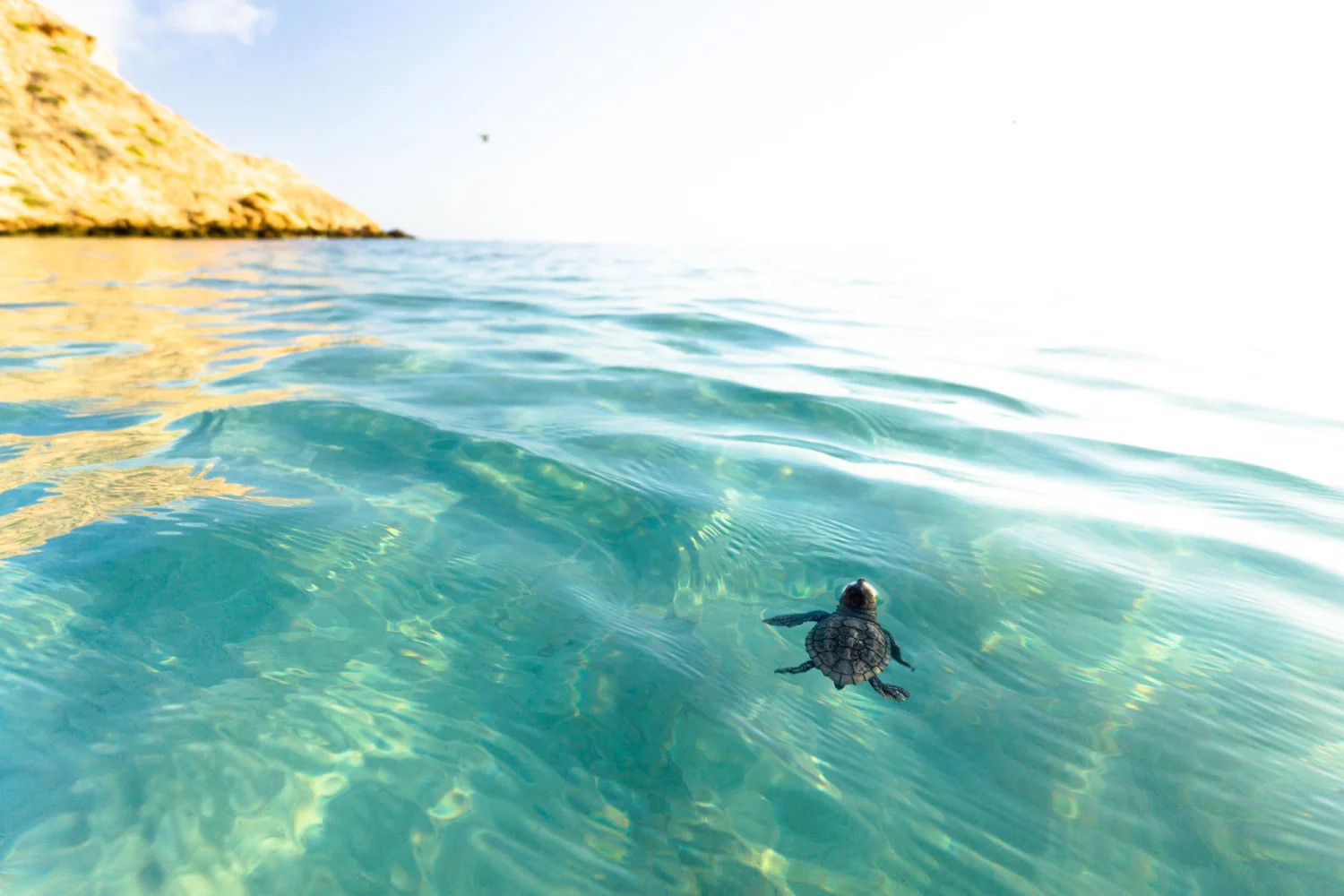 Dirk Hartog Island - Baby Turtle - Turtle Bay